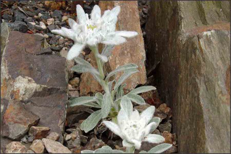 Leontopodium alpine.